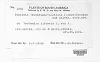 Puccinia verbesinae image
